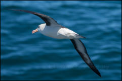 A Black-browed albatross (Thalassarche melanophrys) south of the Falklands in the Southern Ocean.