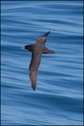 A White-chinned petrel (Procellaria aequinoctialis) south of the Falklands in the Southern Ocean.