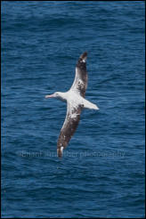 A Wandering Albatross (Diomedea exulans) in flight south of the Falklands in the Southern Ocean. 