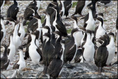 A colony of Imperial Cormorants (Leucocarbo atriceps) in the Beagle Channel, Ushuaia, Argentina.