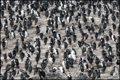 A colony of Imperial Cormorants (Leucocarbo atriceps) in the Beagle Channel, Ushuaia, Argentina.