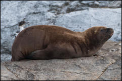 A South American sea lion (Otaria flavescens) in the Beagle Channel, Ushuaia, Argentina.