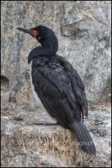 A rock shag (Phalacrocorax magellanicus) in the Beagle Channel, Ushuaia, Argentina.