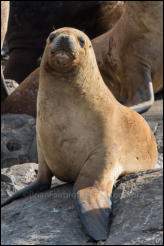 A South American sea lion (Otaria flavescens) in the Beagle Channel, Ushuaia, Argentina.