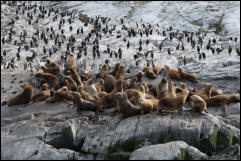 A colony of South American sea lions (Otaria flavescens) and Imperial Cormorants (Leucocarbo atriceps) in the Beagle Channel, Ushuaia, Argentina.