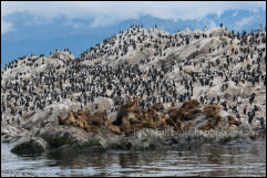 A colony of South American sea lions (Otaria flavescens) and Imperial Cormorants (Leucocarbo atriceps) in the Beagle Channel, Ushuaia, Argentina.