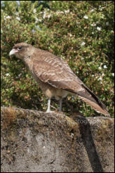 A Chimango Caracara (Phalcoboenus chimango) perched on a wall in Puerto Chacabuco, Chile.