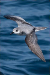 A Masatierra Petrel (Pterodroma defilippiana) in flight over the Pacific Ocean offshore from Puerto Montt, Chile.