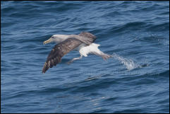 A Salvin's albatross (Thalassarche salvini) taking flight in the Pacific Ocean offshore from Puerto Montt, Chile.