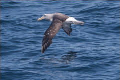 A Salvin's albatross (Thalassarche salvini) in flight over the Pacific Ocean offshore from Puerto Montt, Chile.