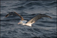 A Southern Royal Albatross (Diomedea epomophora) in the Pacific Ocean offshore from Puerto Montt, Chile.