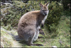 A Wallaby and her Joey in Cradle Valley, Tasmania, Australia