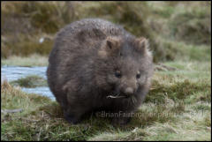 A Wombat (Vombatus ursinus) in Cradle Valley, Tasmania, Australia