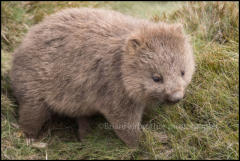 A Wombat (Vombatus ursinus) in Cradle Valley, Tasmania, Australia