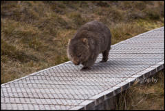 A Wombat (Vombatus ursinus) walking on the boardwalk forming part of the overland trail in Cradle Valley, Tasmania, Australia