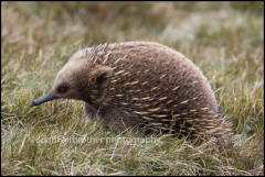 An Echidna (Tachyglossidae) in Cradle Valley, Tasmania, Australia