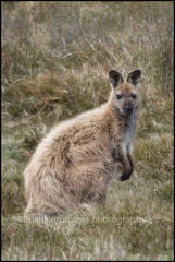 A Bennetts Wallaby (Macropus rufogriseus rufogriseus) in Cradle Valley, Tasmania, Australia.