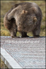 A Wombat (Vombatus ursinus) walking on the boardwalk forming part of the overland trail in Cradle Valley, Tasmania, Australia