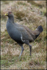 A Tasmanian native hen (Tribonyx mortierii) in Cradle Valley, Tasmania, Australia