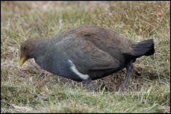 A Tasmanian native hen (Tribonyx mortierii) in Cradle Valley, Tasmania, Australia