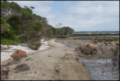 The Foreshore at Millers Landing in Wilsons Promontory National Park, Victoria, Australia.