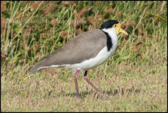 A Black-shouldered lapwing (Vanellus novaehollandiae). in Wilsons Promntory National Park, Victoria, Australia