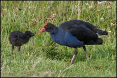 An Australasian swamphen (Porphyrio melanotus)  and chick in Wilsons Promontory National Park, Victoria, Australia