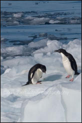 A pair of Adele penguins on an iceberg in Hope Bay on the Trinity Peninsula, Antarctica.