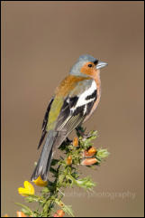 Chaffinch (Fringilla coelebs)