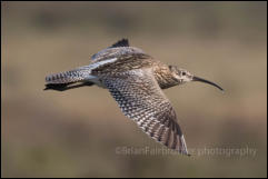 Curlew (Numenius arquata)