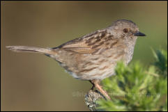 Dunnock (Prunella modularis)