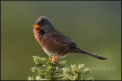 Dartford Warbler (Sylvia undata)