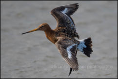 Black-tailed Godwit (Limosa limosa)