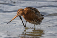 Black-tailed Godwit (Limosa limosa)