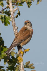 Linnet (Carduelis cannabina)