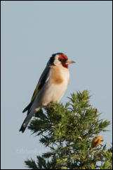 Goldfinch (Carduelis carduelis)