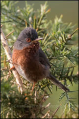 Dartford Warbler (Sylvia undata)