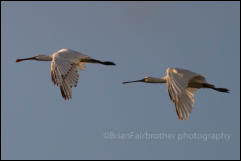 A pair of Spoonbills (Platalea leucorodia)