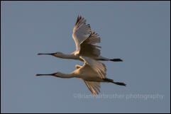 A pair of Spoonbills (Platalea leucorodia)