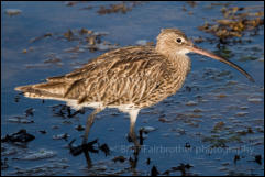 Curlew (Numenius arquata)