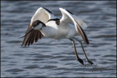 Avocet (Recurvirostra avosetta)