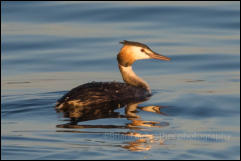 Great Crested Grebe (Podiceps cristatus)