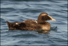 Eider (Somateria mollissima)