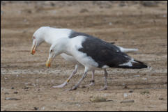 A pair of Great Black-backed Gulls (Larus marinus)