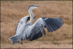 Grey Heron (Ardea cinerea)