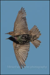 A pair of Starlings (Sturnus vulgaris)