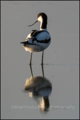 Avocet (Recurvirostra avosetta)