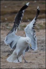 Great Black-backed Gull (Larus marinus)