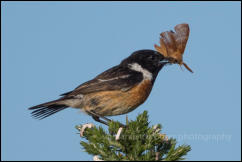 Male Stonechat (Saxicola torquata)