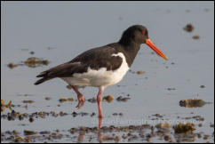 Oystercatcher (Haematopus ostralegus)